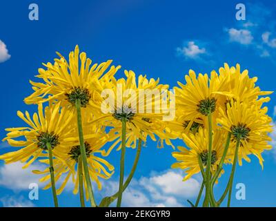 Niedrigen Winkel Ansicht von gelben Blüten gegen blauen Himmel Stockfoto