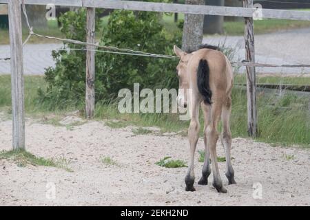 Junges, gelbes Fohlen mit schwarzer Mähne und Schwanz, neugierig in einem Fahrerlager im Sand stehend. Buckskin oder Dun Horse colt. Stockfoto