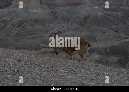 Der Nubische Steinbock (Capra nubiana) ist eine in der Wüste lebende Ziegenart, die in Berggebieten Nord- und Nordostafrikas sowie im Nahen Osten vorkommt. Stockfoto