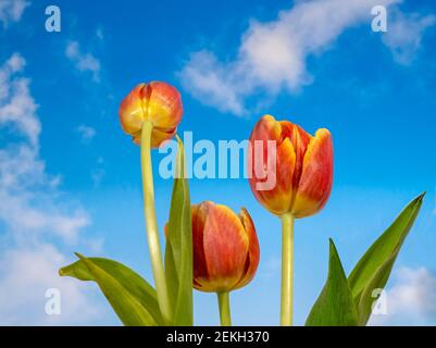 Nahaufnahme der orangefarbenen Tulpen in der Low-Angle-Ansicht gegen Blau Himmel Stockfoto