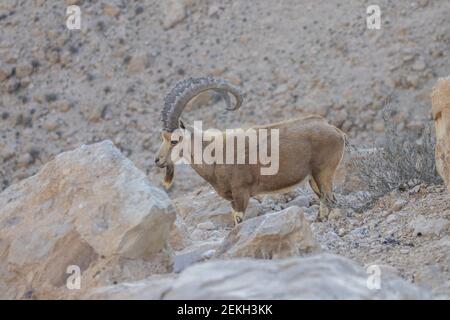 Der Nubische Steinbock (Capra nubiana) ist eine in der Wüste lebende Ziegenart, die in Berggebieten Nord- und Nordostafrikas sowie im Nahen Osten vorkommt. Stockfoto