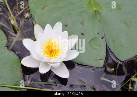 Seerose mit Wassertropfen auf der Oberfläche des Sees. Stockfoto