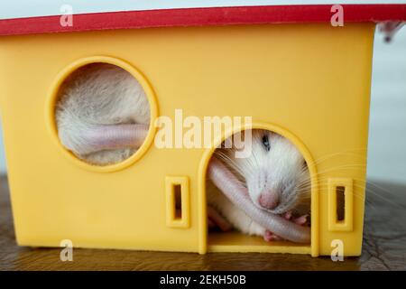 Nahaufnahme von lustigen weißen Hausratte mit langen Whiskern sitzen in gelben Kunststoff Haustier Haus. Stockfoto