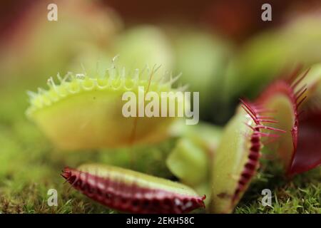 Venusfliegenfalle Dionaea muscipula .fleischfressende Pflanzen.Innenblumen. Venusfliegenfalle Blätter und Blumen Stockfoto