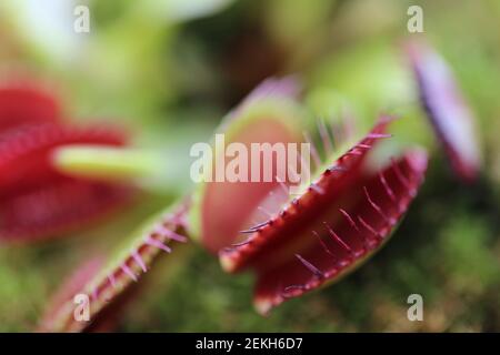 Venusfliegenfalle Dionaea muscipula auf verschwommenem Hintergrund.fleischfressende Pflanzen.Innenblumen. Venusfliegenfalle Blätter und Blumen Stockfoto