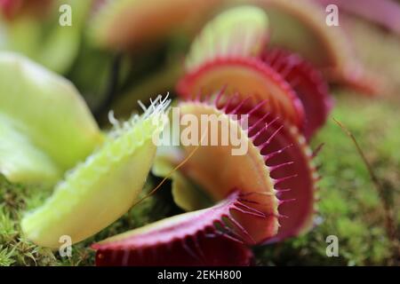 Venusfliegenfalle Dionaea muscipula auf verschwommenem Hintergrund.fleischfressende Pflanzen. Stockfoto