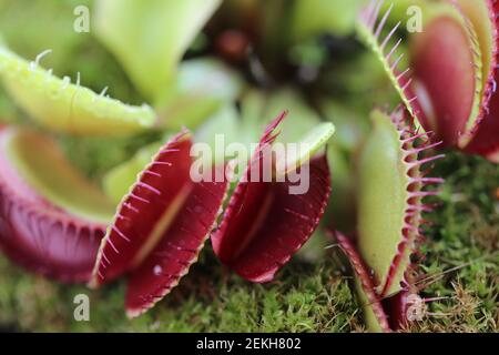 Venusfliegenfalle Dionaea muscipula auf verschwommenem Hintergrund.fleischfressende Pflanzen.Innenblumen. Venusfliegenfalle Blätter und Blumen aus der Nähe Stockfoto