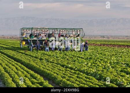 Hispanische Feldarbeiter ernten grünen Bio-Salat. Stockfoto