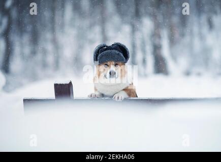 Lustige Corgi Hund steht mit Pfoten auf einer Bank in Ein Winterpark in einem warmen Pelzhut mit Ohrenklappen Unter dem fallenden Schnee Stockfoto