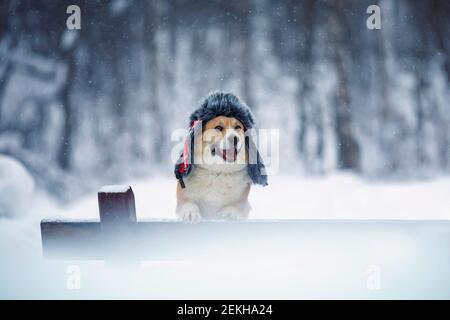 Lustige Corgi Hund steht mit Pfoten auf einer Bank in Ein Winterpark in einem warmen Pelzhut mit Ohrenklappen Unter dem fallenden Schnee Stockfoto