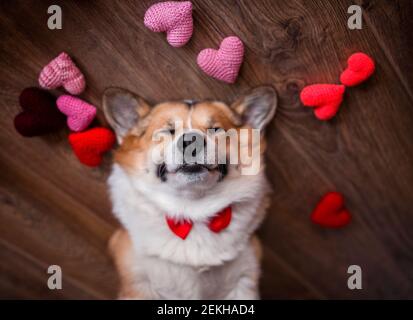 Porträt eines Corgi Hund Welpen liegt auf dem Holz Boden zwischen den scharlachroten und rosa Herzen Stockfoto