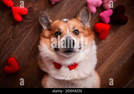 Niedliches Porträt eines Corgi Hund Welpen liegt auf dem Holzboden zwischen den scharlachroten und rosa Herzen Stockfoto