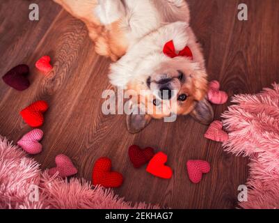 Niedliches Porträt eines Corgi-Hundes liegt auf dem Boden Zwischen den scharlachroten und rosa Herzen Stockfoto