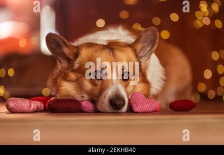 Niedliches Porträt eines Corgi-Hundes liegt auf dem Boden Zwischen den scharlachroten und rosa Herzen Stockfoto