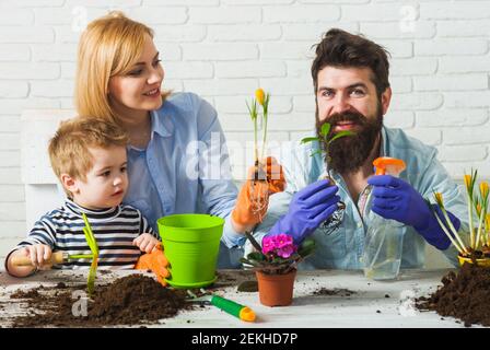 Frühling. Familie Pflanzen Blumen. Sohn hilft Eltern, Blumen zu Pflanzen Stockfoto