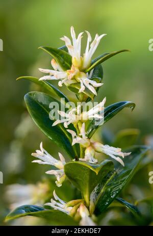 Nahaufnahme von Blumen auf einer süßen Schachtel (sarcococca confusa) Strauch Stockfoto