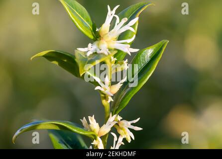 Nahaufnahme von Blumen auf einer süßen Schachtel (sarcococca confusa) Strauch Stockfoto