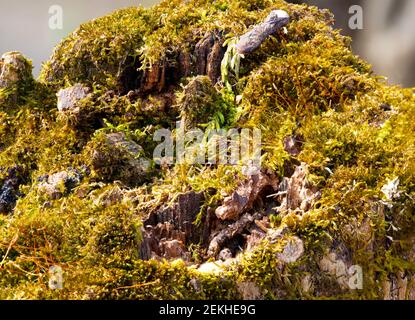 Flechten, die auf dem Fencepost wachsen, schaffen eine surreale Miniaturlandschaft. Stockfoto