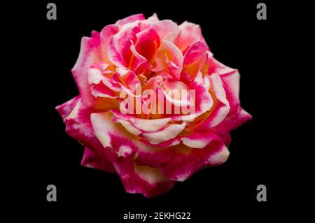 Rosa und gelbe Rosenblütenkopf auf schwarzem Hintergrund Stockfoto