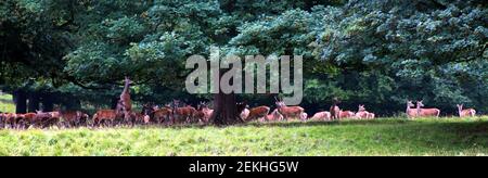 Eine Hirschherde in der Nähe des Studley Royal Park, die sich unter Bäumen in der Nähe der Fountains Abbey, North Yorkshire, England, schützt. Ein Hirsch kann auf seinen Hinterbeinen gesehen werden, die sich strecken, um Blätter von einem Baum zu essen.der mittelalterliche Hirschpark beherbergt zwischen 300 und 350 Hirsche, darunter Rothirsch, Damhirsch und Sika Hirsch. Stockfoto