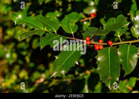 Zweig der europäischen Stechpalme, Ilex aquifolium, mit roten Früchten im Sonnenlicht Stockfoto