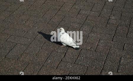 White Pigeon auf der Park Street Stockfoto