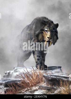 Eine Säbelzahnkatze mit langem Fell tritt an einem verschneiten Wintertag aus dem Nebel auf. Dies ist smilodon fatalis, die bekannteste aller Säbelzahnkatzen. Stockfoto