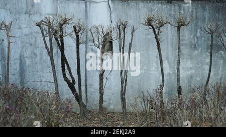 Einsamer Winterbaum und alte rissige Wand in Südkorea Stockfoto