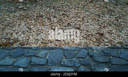 Gefallen Ginkgo Blätter auf der Straße Stockfoto