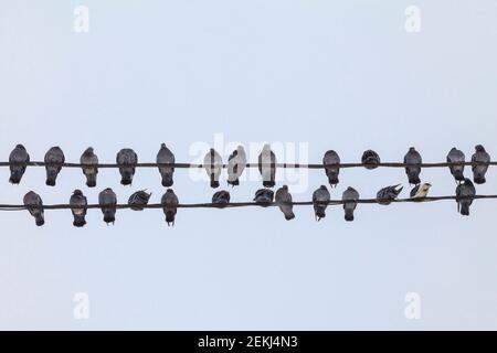 Eine Schar Tauben sitzt auf elektrischen Drähten. Vögel sitzen in zwei Reihen, gedrängt in der Kälte Stockfoto