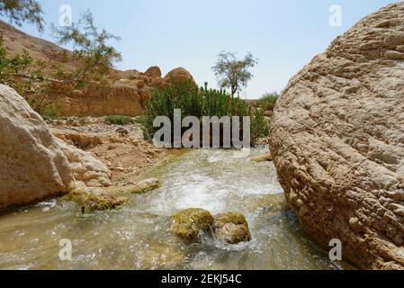 Kleiner Bach in der Wüste (Wadi Ibn Hammad in Jordanien) Stockfoto