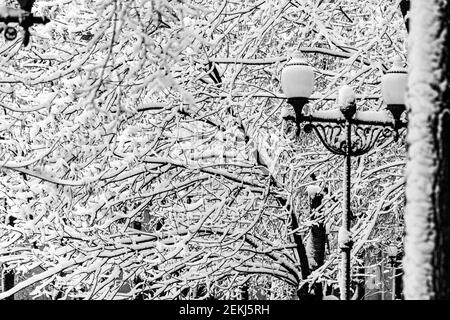 Die realen Äste der Bäume im Park sind mit Schnee bedeckt wolkiger Wintertag Stockfoto