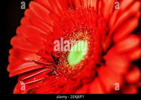 Charmante echte Scharlach Gerbera Nahaufnahme auf dunklem Hintergrund für große Wirkung von Emotionen Stockfoto