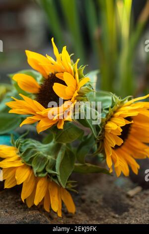 Nahaufnahme von Blumenstrauß mit dekorativen Sonnenblumen Stockfoto