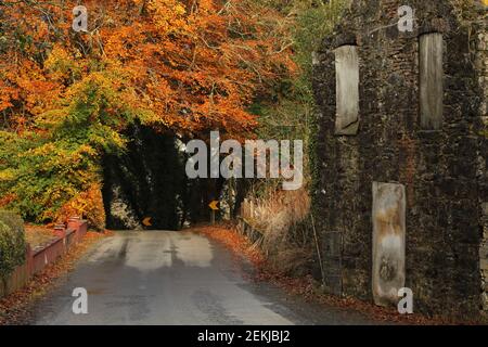 Herbstszene im ländlichen Irland mit Straße, die in den Tunnel führt Von Bäumen mit verderbter Gebäude auf der rechten Seite Stockfoto