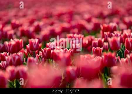 Blühendes Tulpenfeld in Nord-Holland, Niederlande Stockfoto