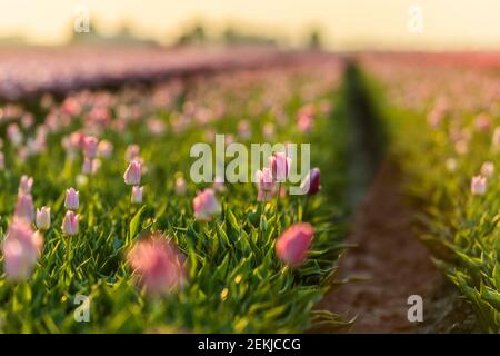 Blühendes Tulpenfeld in Nord-Holland, Niederlande Stockfoto