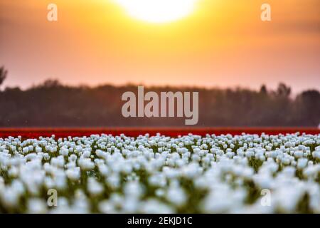 Blühende Tulpenfelder in einer holländischen Landschaft bei Sonnenuntergang in den Niederlanden Stockfoto