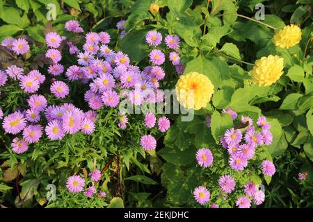 Blumen: Nahaufnahme von gelben Dahlien unter lila Gänseblümchen, die im Garten bei Abendsonne im Herbst wachsen Stockfoto