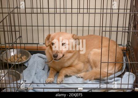 Вomestic Hund sitzt im Käfig und lächelt. Haustierpflegekonzept. Stockfoto