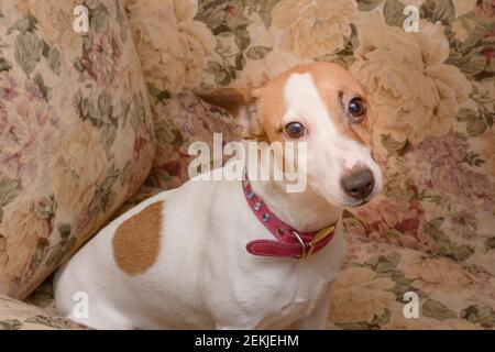 Jack Russell Terrier Hund sitzt in Stuhl zu Hause und schaut Kamera. Lieblingstier mit smarten Augen. Stockfoto