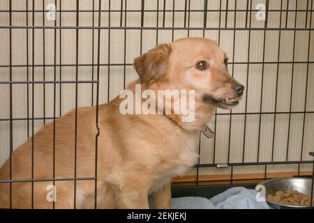 Hund mit Kieferdefekt sitzt im Käfig im Tierheim. Hund mit krummen Zähnen wartet auf neuen Besitzer. Haustierpflegekonzept. Stockfoto