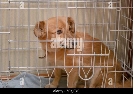 Netter Hund sitzt im Käfig und wartet auf seinen Besitzer. Haustier im Tierheim. Stockfoto