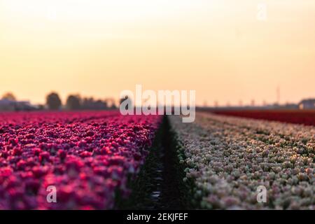 Tulpenblüten Produktion in Lisse, Niederlande Stockfoto