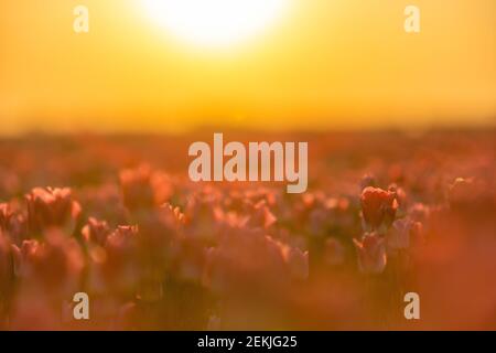 Tulpenplantage in den Niederlanden, traditionelle holländische ländliche Landschaft mit blauem Himmel, Frühlingsblumen, Bild geeignet für Postkarten oder Reiseführer Stockfoto