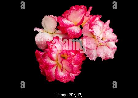 Tau bedeckt rosa und weiß rosa Köpfe in schwarzem Hintergrund Stockfoto