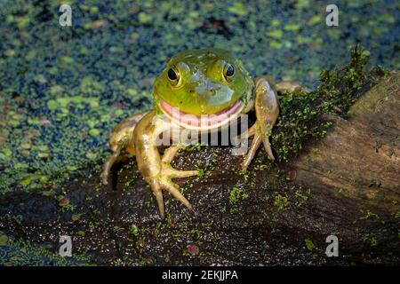 Ein amerikanischer Bullfrog (Lithobates catesbeianus), der auf einem Baumstamm im Sumpf ruht und lächelt, um in der Sommersonne ein Porträt zu machen. Stockfoto