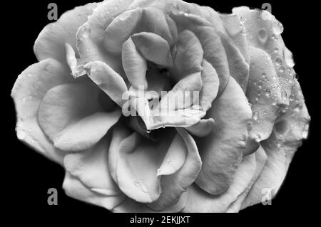 Taubedeckter Rosenblütenkopf in schwarz und weiß Stockfoto