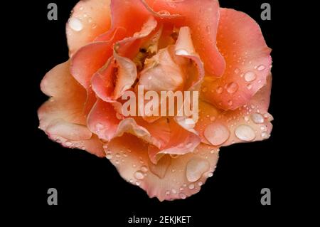 Tau bedeckt Pfirsich Rose Kopf in schwarzem Hintergrund Stockfoto