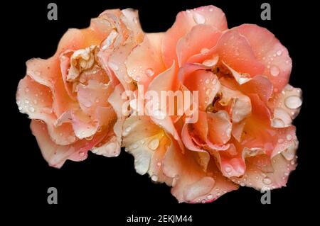 Tau bedeckt Pfirsich Rose Köpfe in schwarzem Hintergrund Stockfoto
